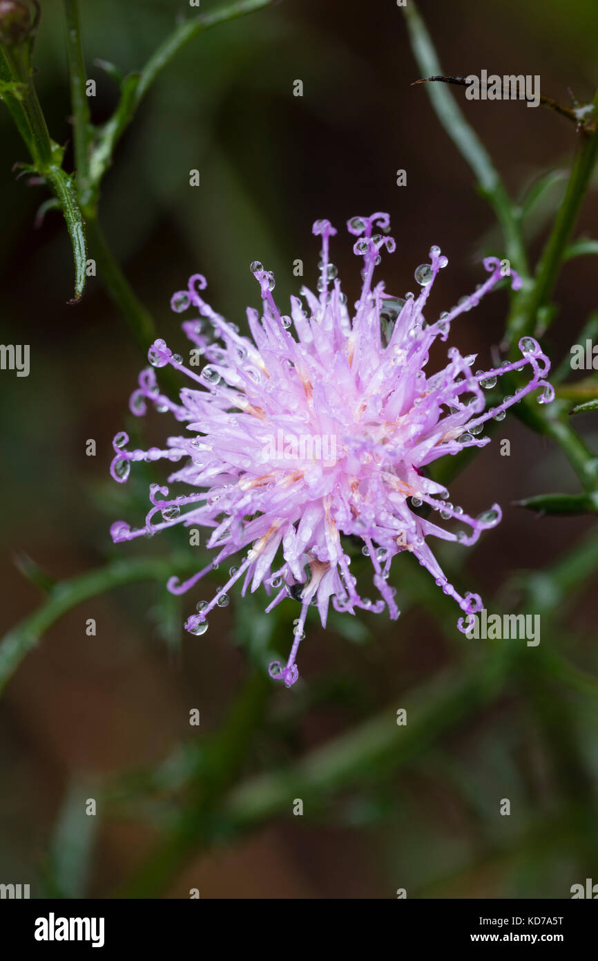 Dew covered flower of the late blooming dwarf knapweed, Serratula seoanei Stock Photo