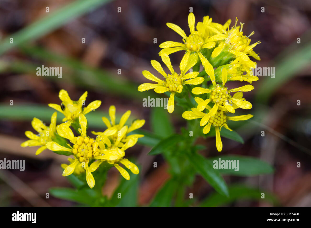 Yellow autumn flowers of the dwarf goldenrod, Solidago brachystachys Stock Photo