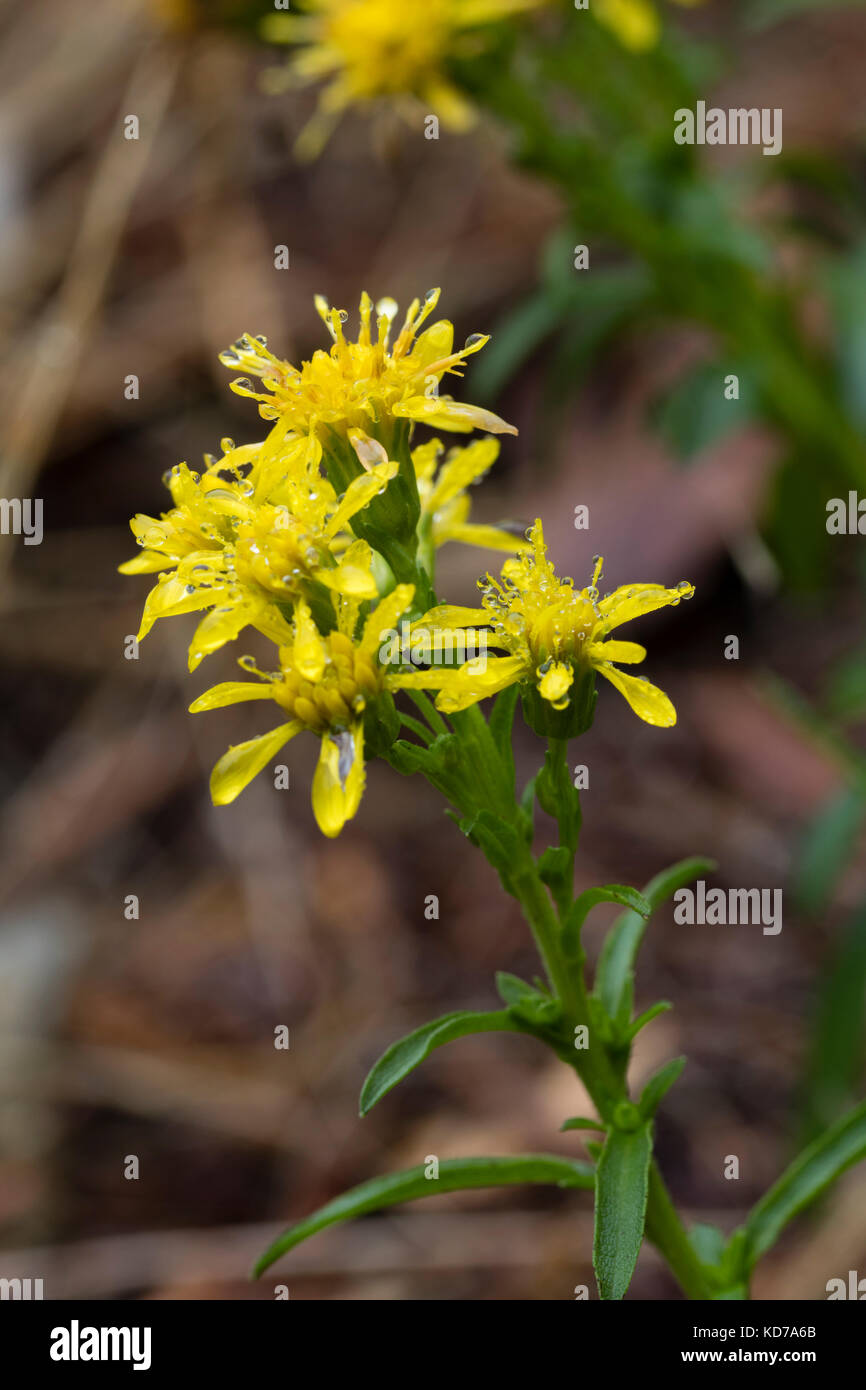 Yellow autumn flowers of the dwarf goldenrod, Solidago brachystachys Stock Photo