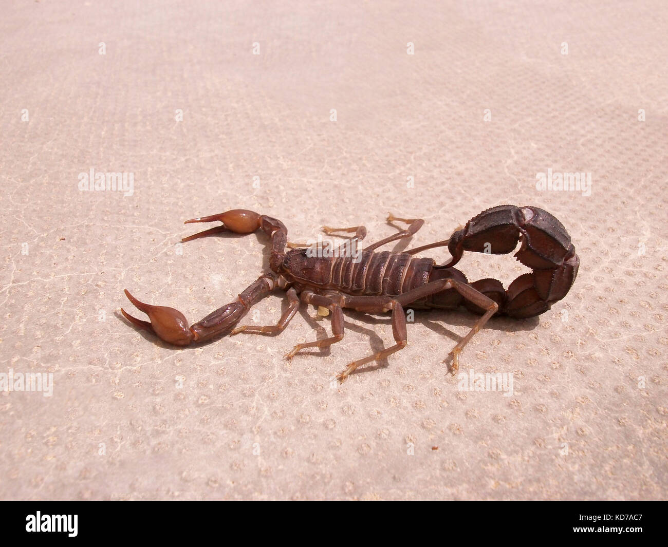 Scorpion. Poisonous chlenistonogy deserts in the Emirates. Stock Photo