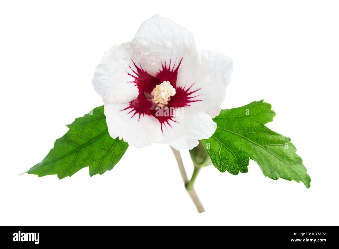 White hibiscus with red in the center, with leaves, isolated on white background Stock Photo