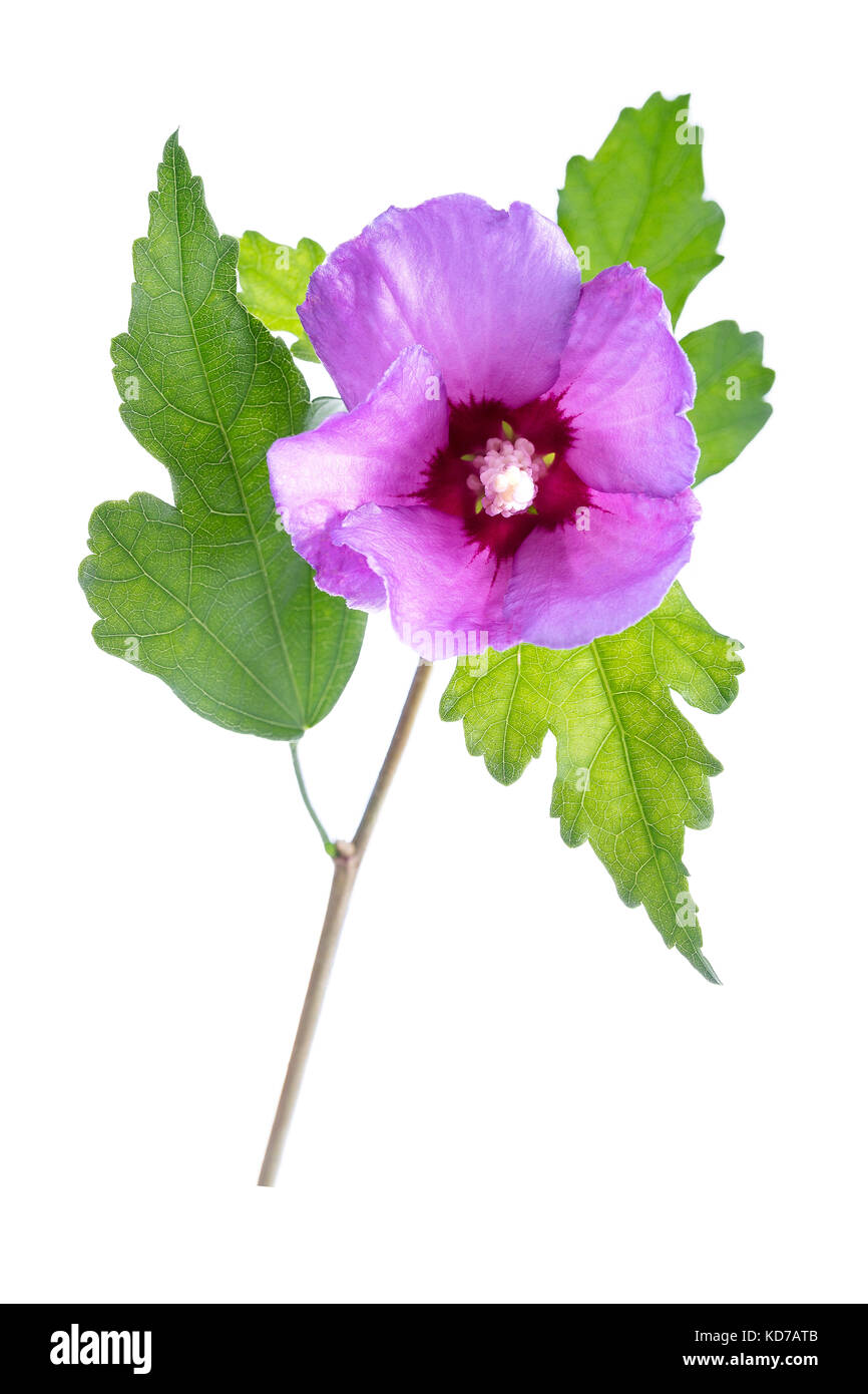 Beautiful purple hibiscus flower with green leaves on white background Stock Photo