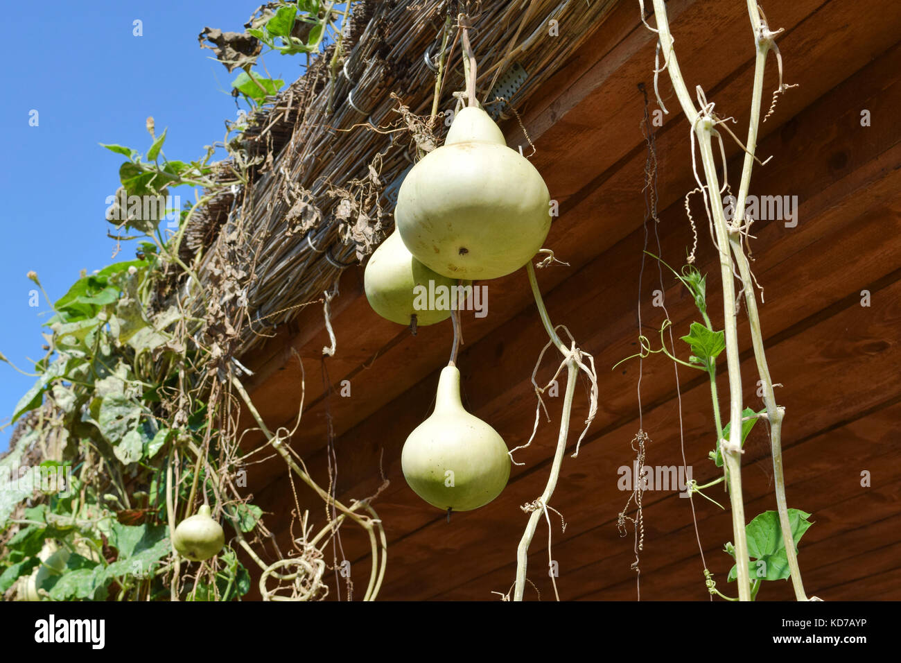 The fruits of bottle gourd. Growing tropical pumpkin. Pumpkin in bottle form, an ornamental