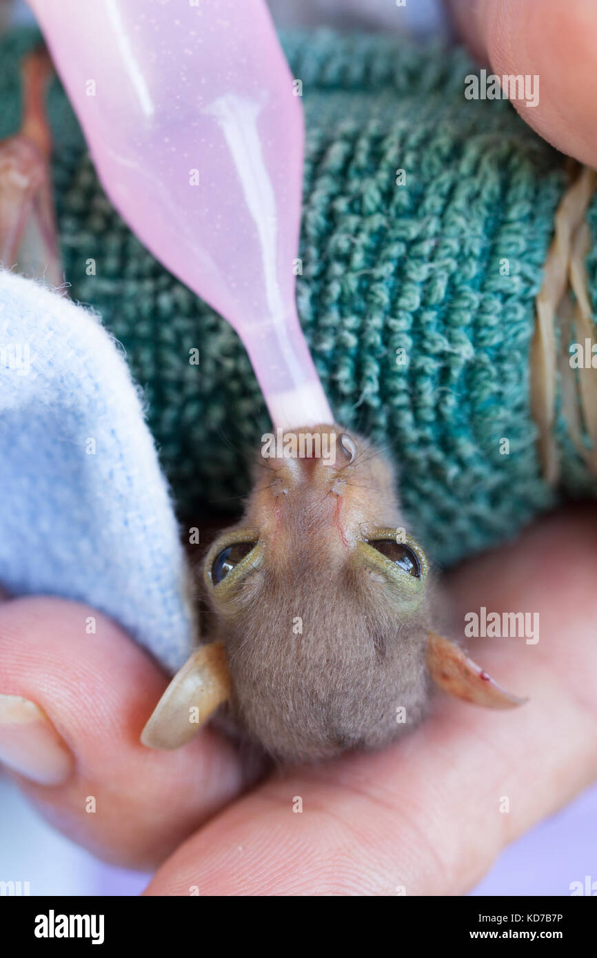 Orphaned baby Eastern Tubenosed Bat (Nyctimene robinsoni). 10 days old