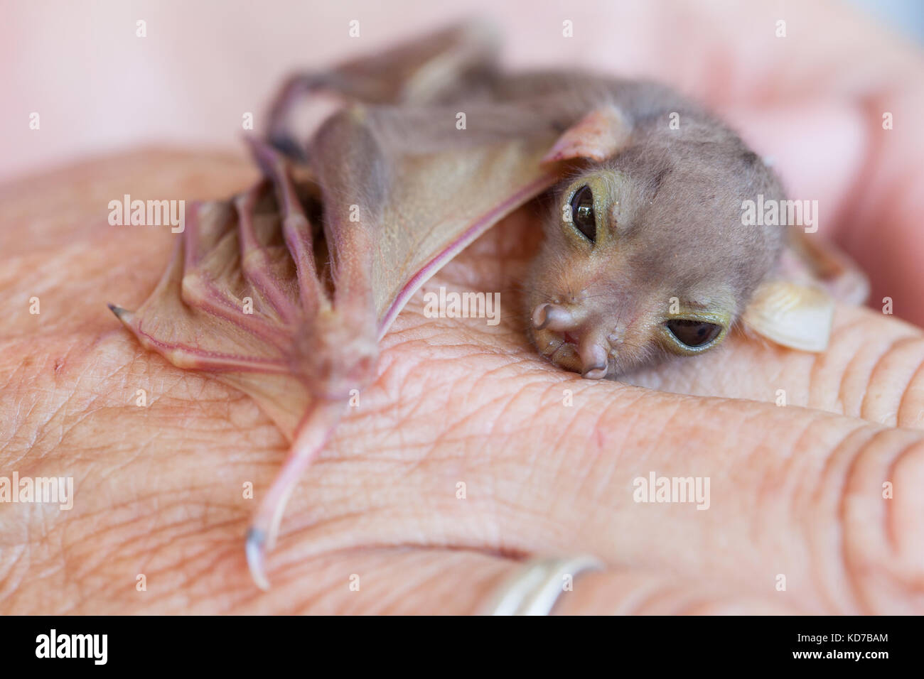 Orphaned baby Eastern Tube-nosed Bat (Nyctimene robinsoni). Approx. 10 days old, on hand. Cooya Beach. Queensland. Australia. Stock Photo