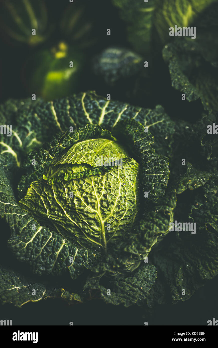 Closeup of raw fresh green cabbage texture and background Stock Photo
