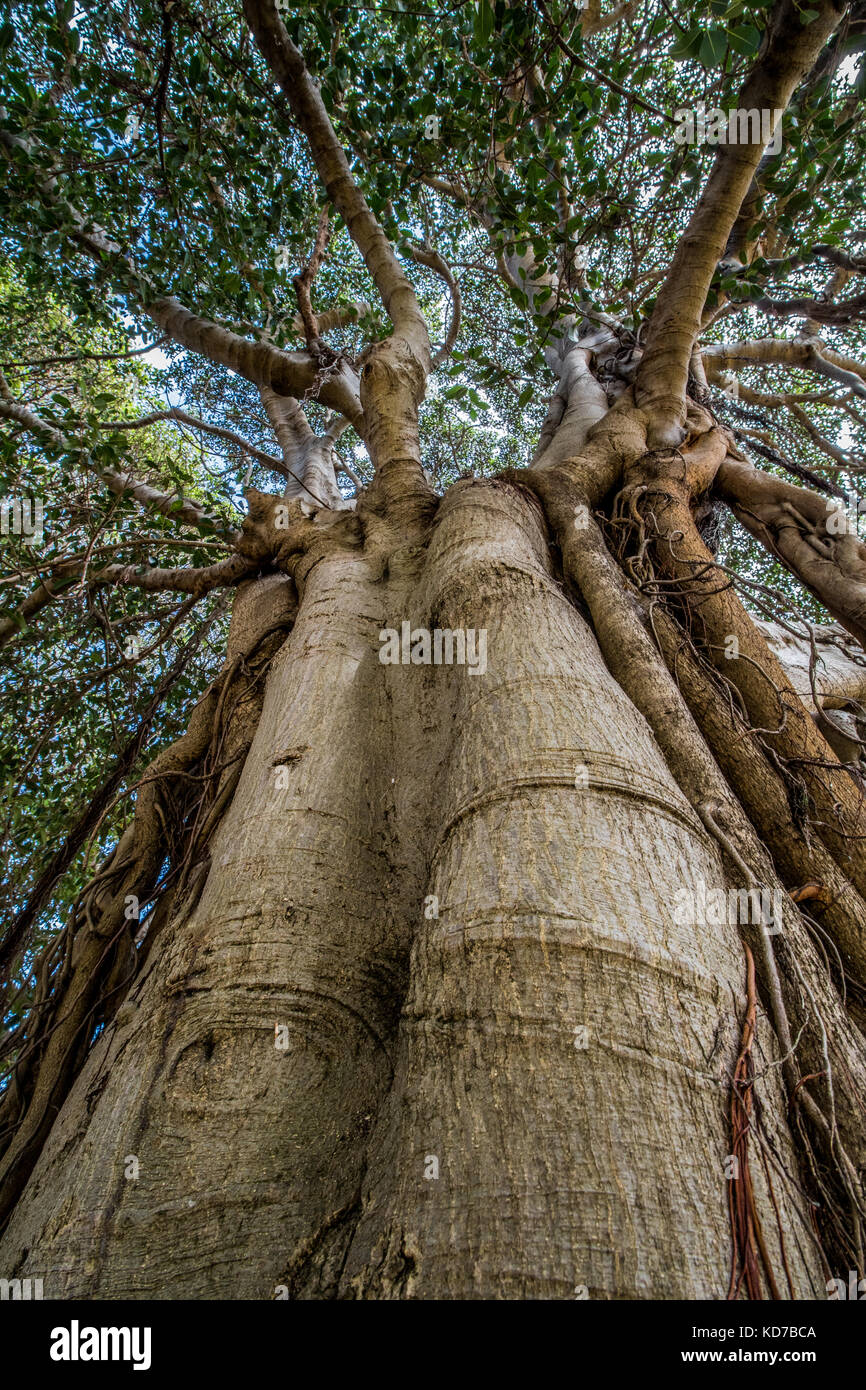 Tree in Callan Park Sydney Australia Stock Photo - Alamy
