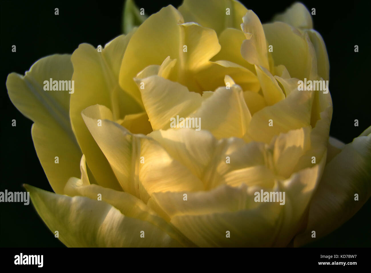 Fosteriana tulip pale yellow Stock Photo