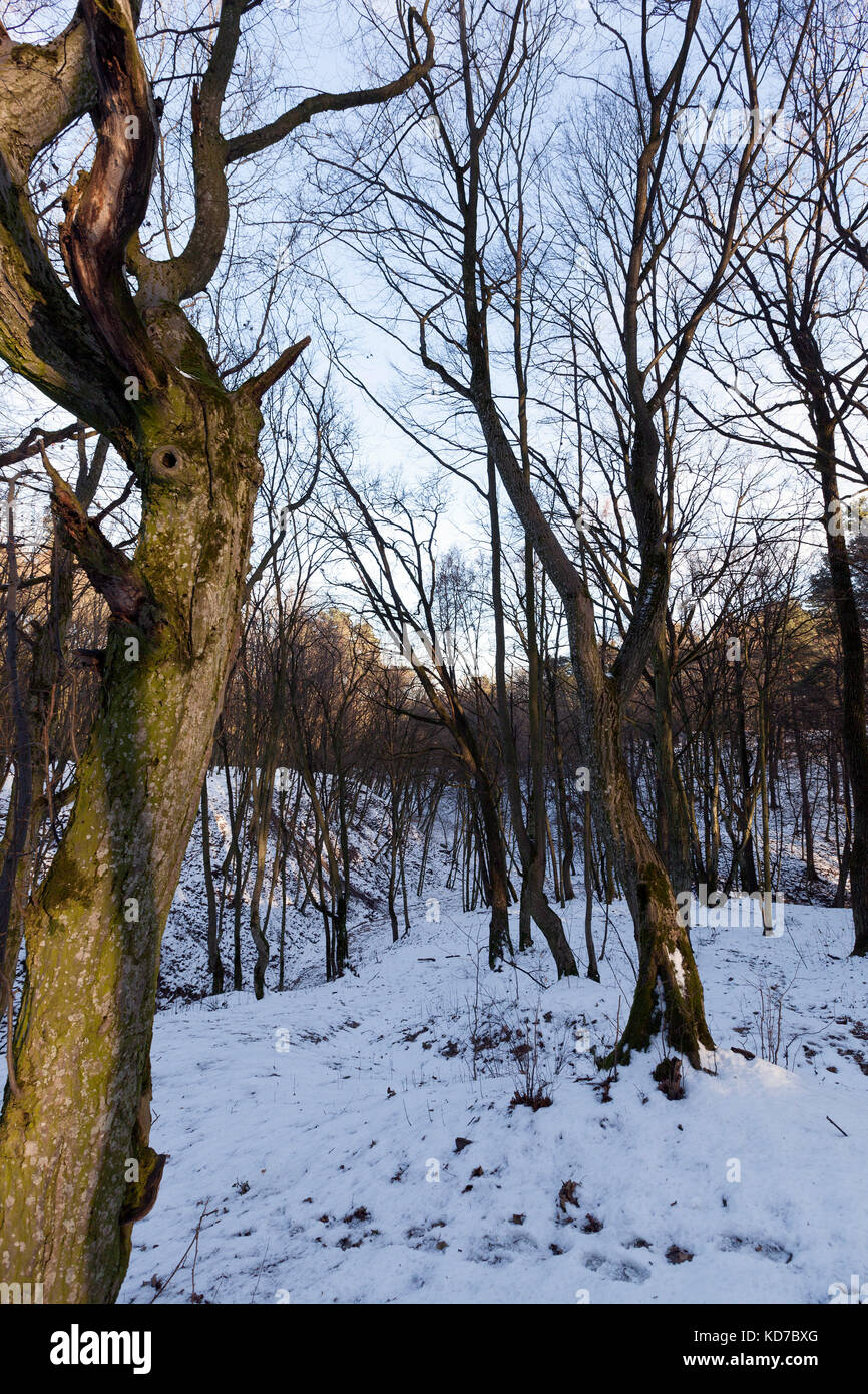Deciduous trees in winter Stock Photo Alamy