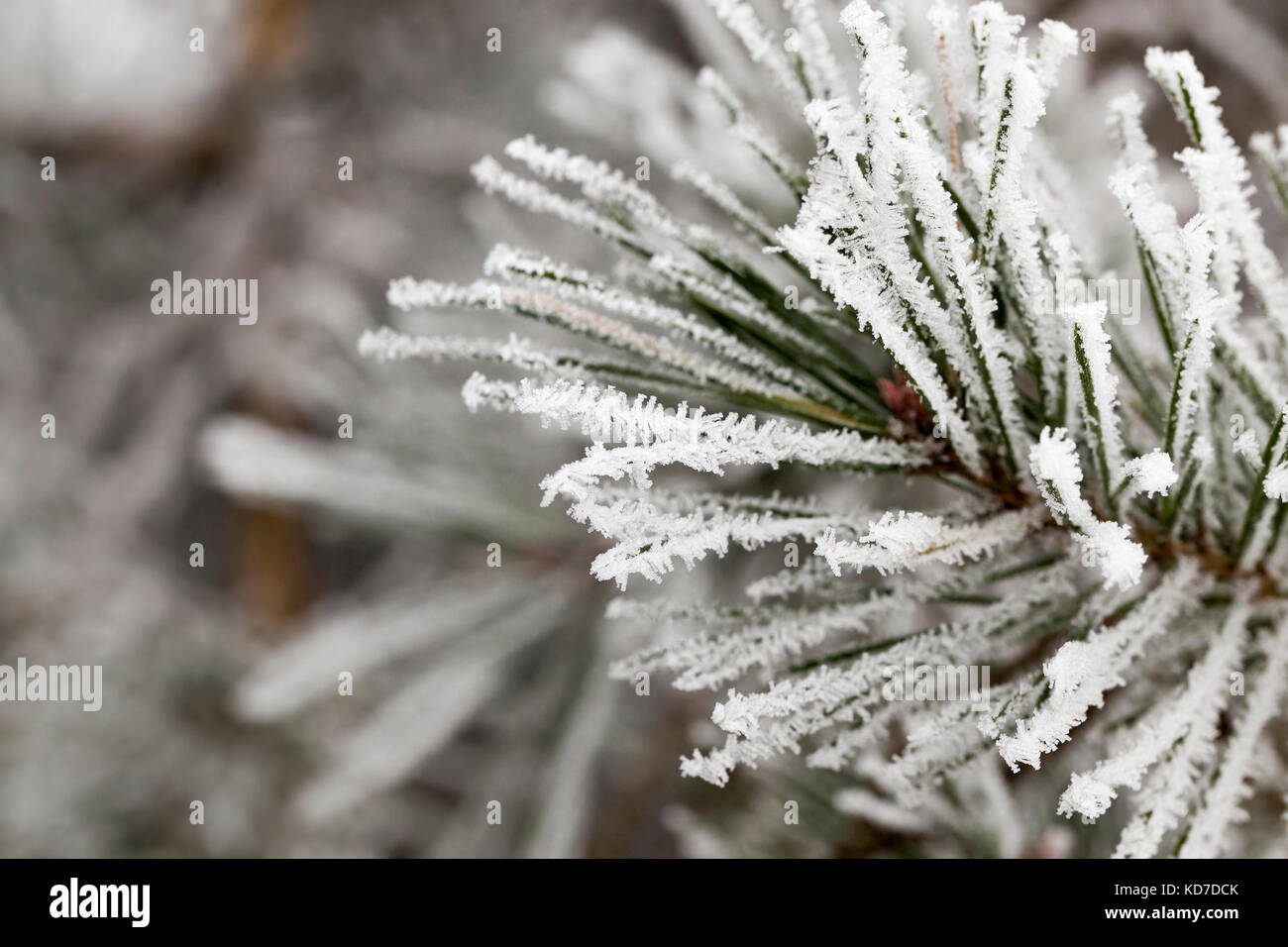 Frost on needles of pine Stock Photo - Alamy