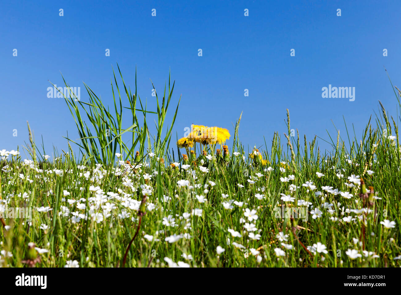 wild flowers in May Stock Photo Alamy