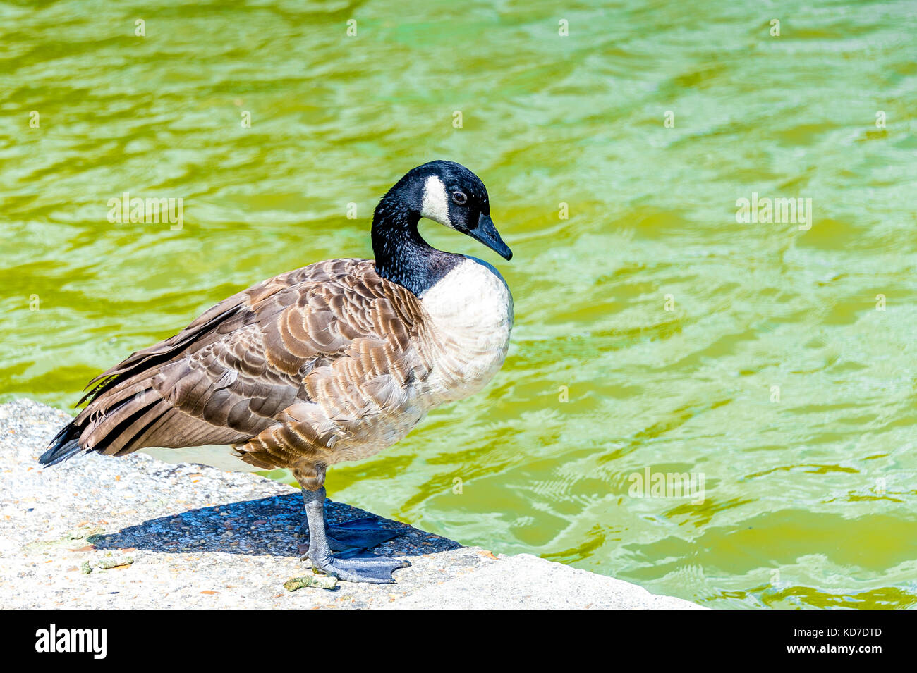 A Canada Goose in Parc Floral de Paris located within the Bois de Stock  Photo - Alamy