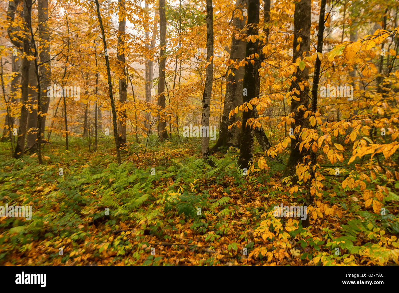 Scenic landscape of autumn forest Stock Photo - Alamy