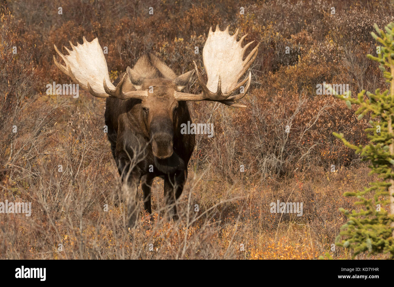 Bull Moose, Autumn, AlaskaYukon variety, Large Antlers, Denali