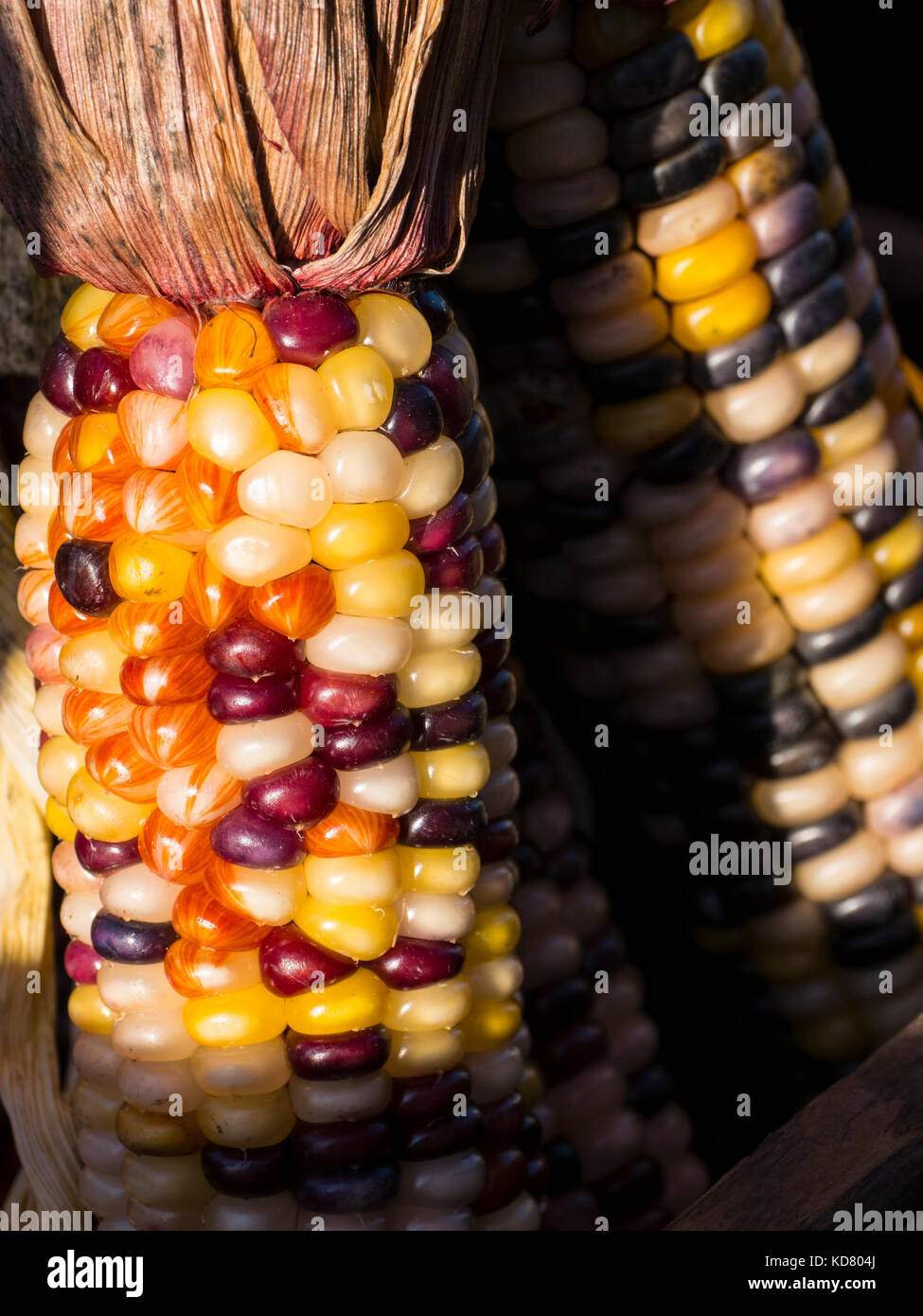 Indian corn, Woodstock Farmers' Market, West Woodstock, Vermont Stock Photo Alamy
