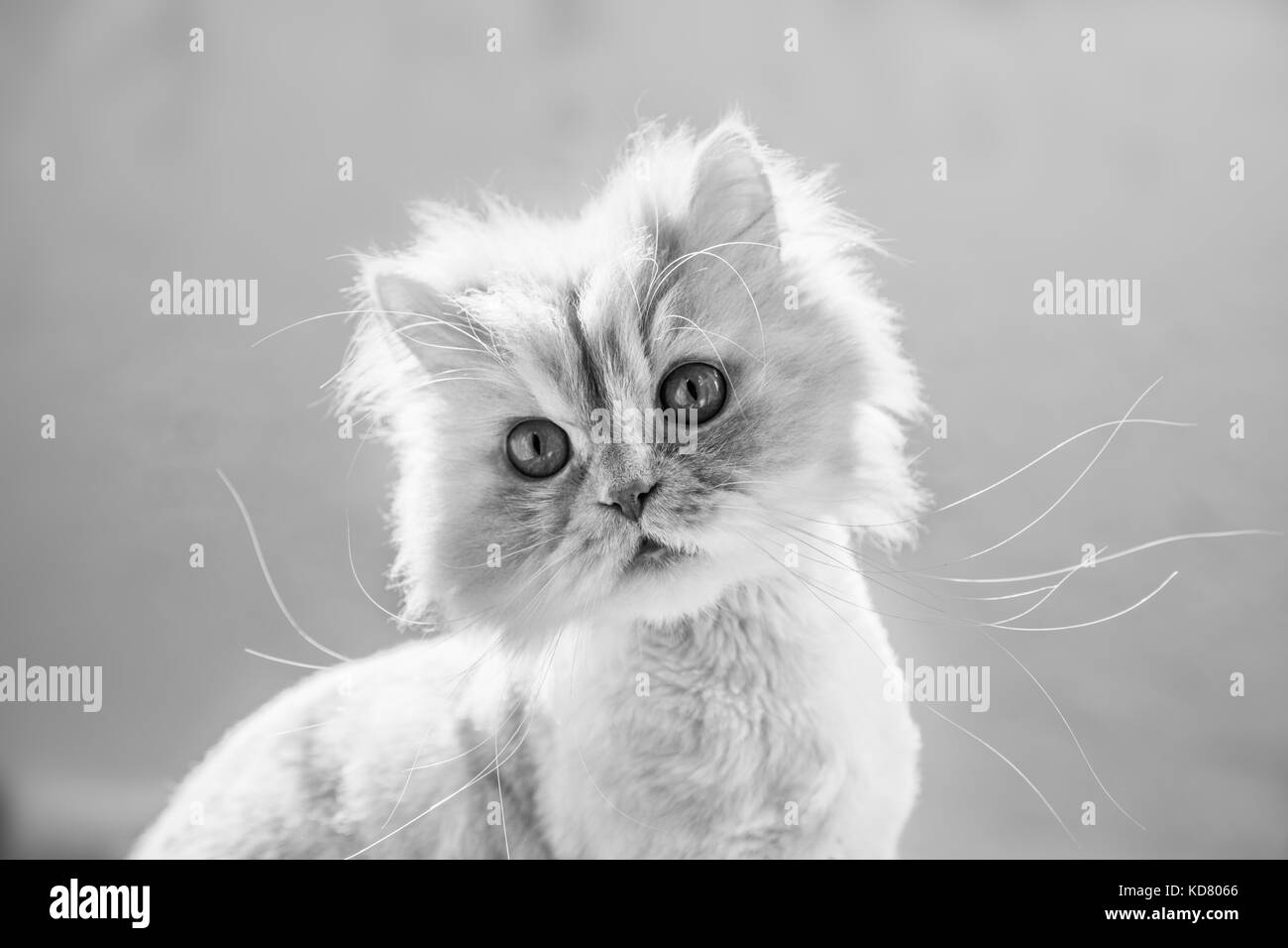 Cute fluffy white cat with intense staring eyes and long whiskers, in black and white (monochrome) Stock Photo