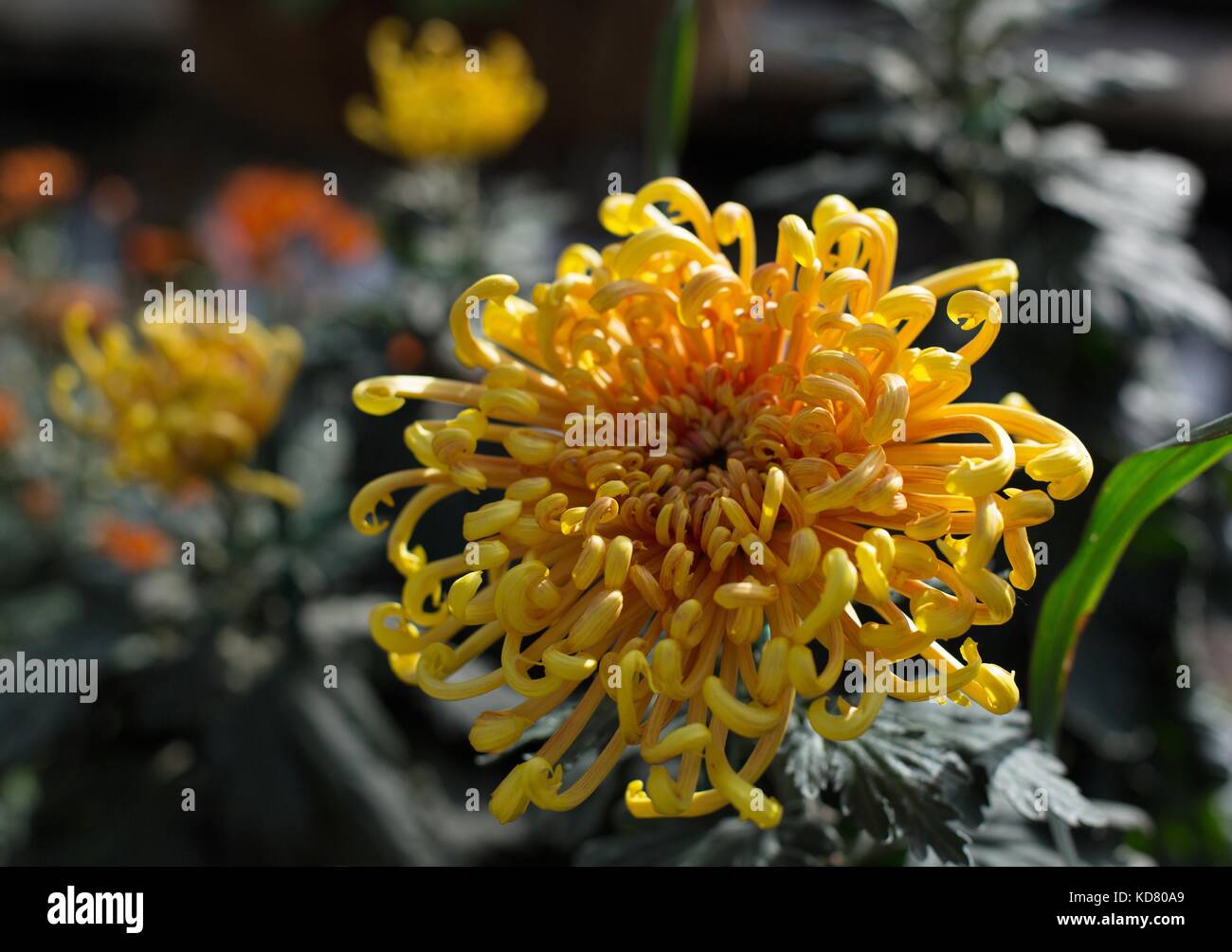 Close up of a yellow coral reef chrysanthemum flower. Stock Photo