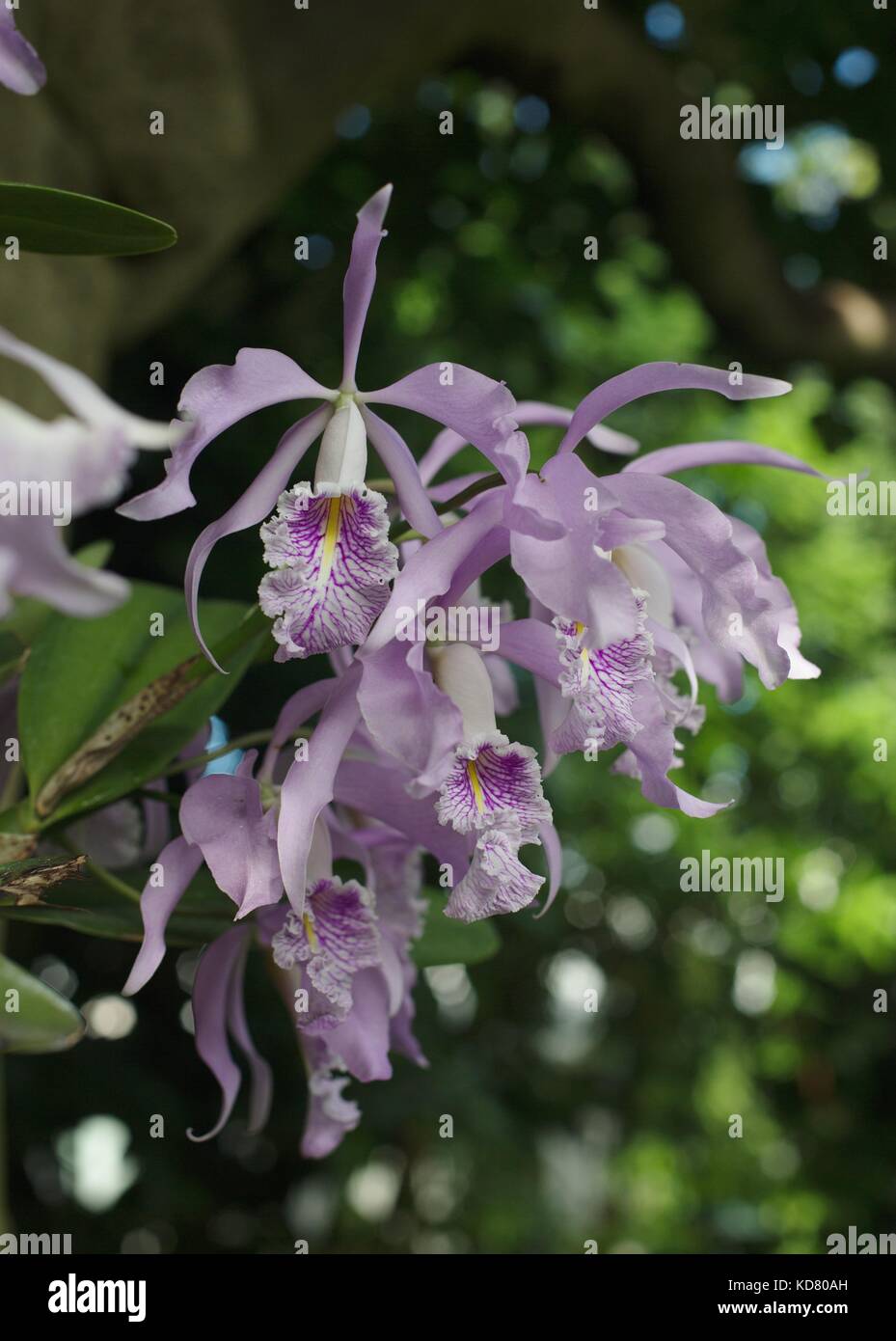 Close up of a Cattleya maxima orchid. Stock Photo