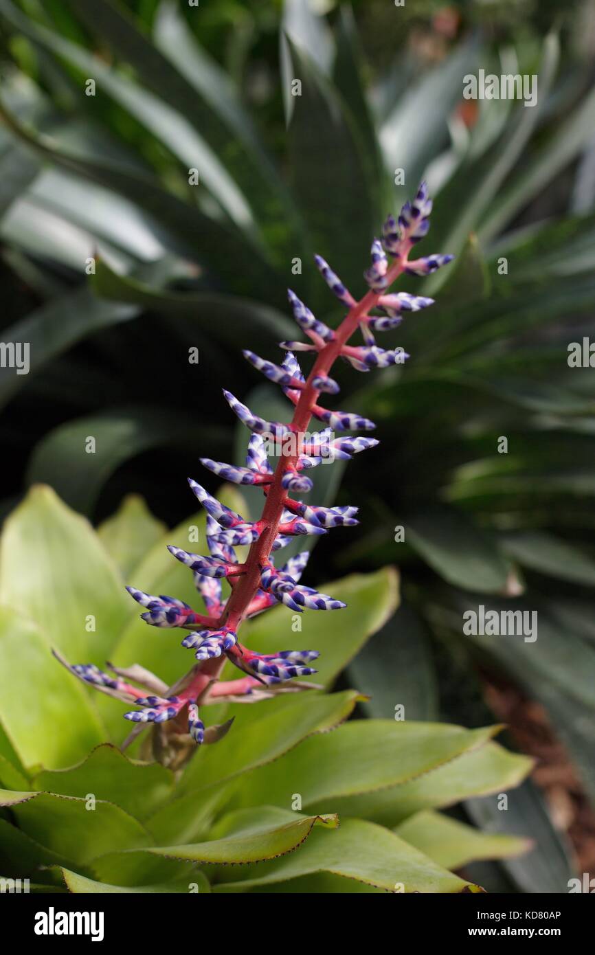 Close up of a Blue Rain Bromeliad flower. Stock Photo