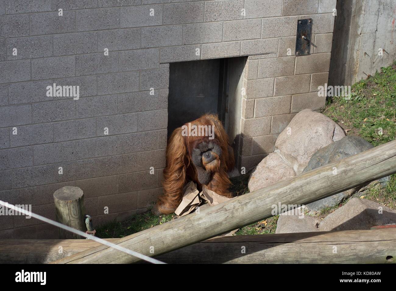 An orangutan in an outdoor enclosure in a zoo. Stock Photo