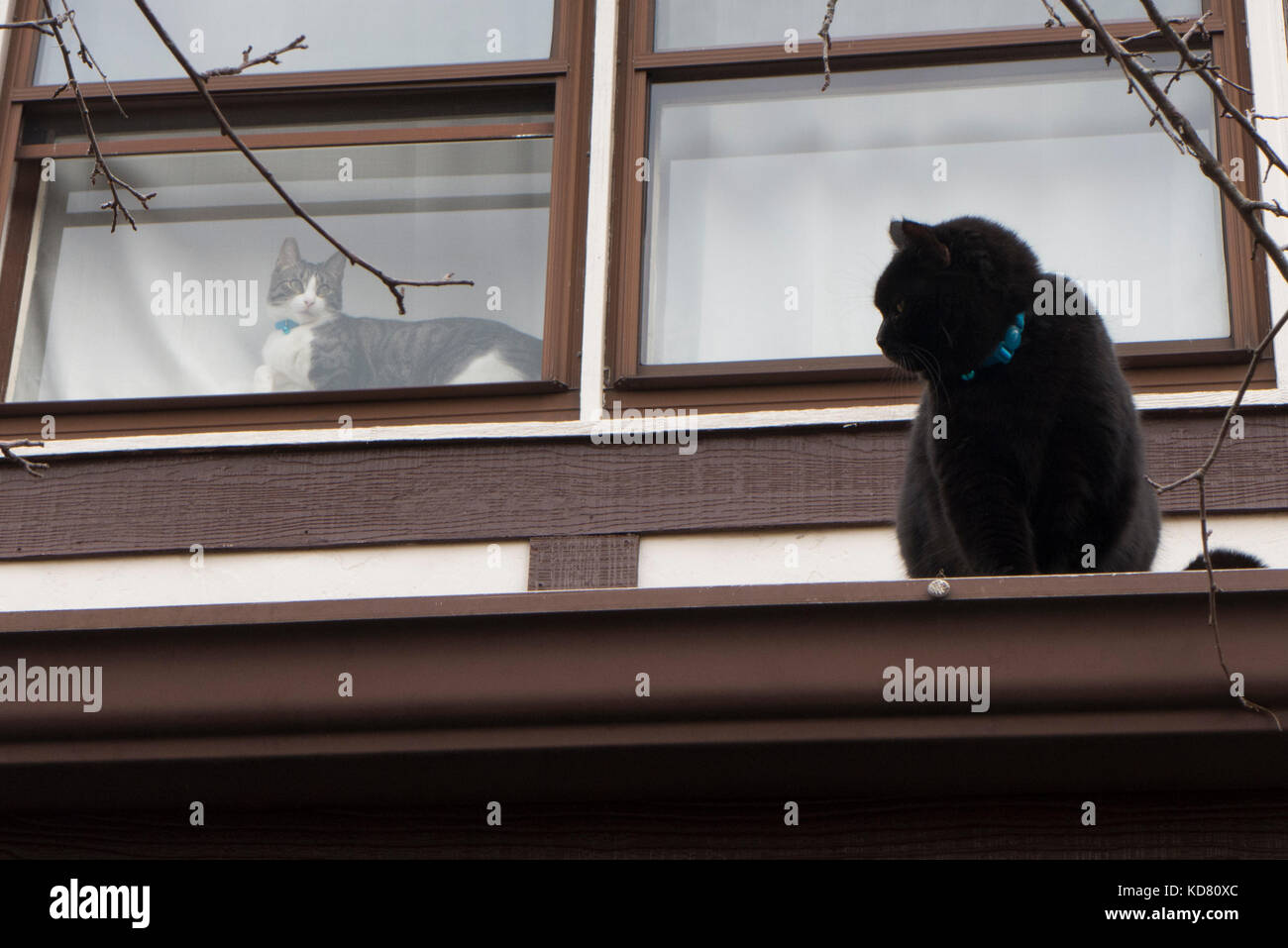 Cats inside and outside Stock Photo Alamy