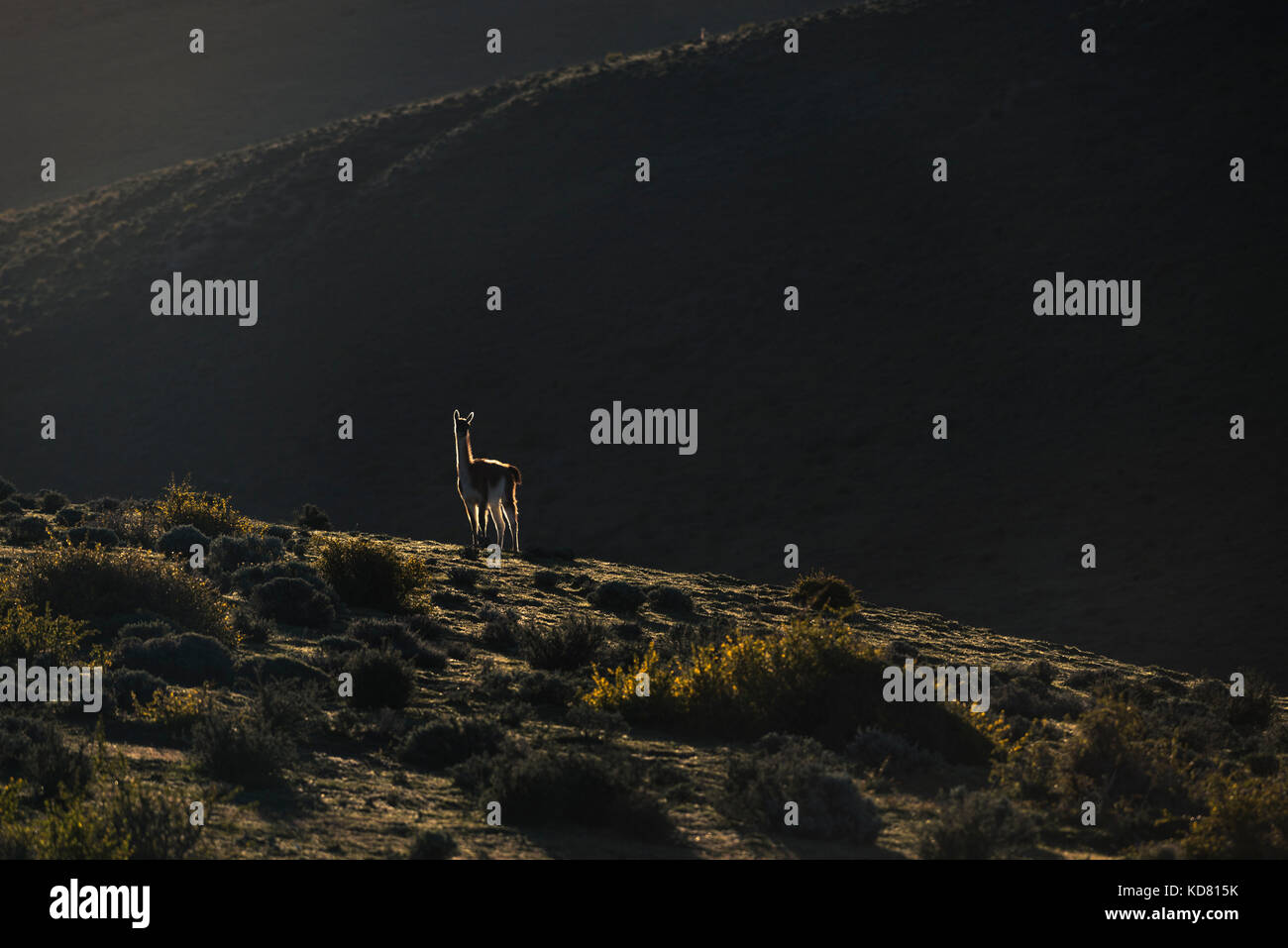 A Guanaco from Torres del Paine NP Stock Photo