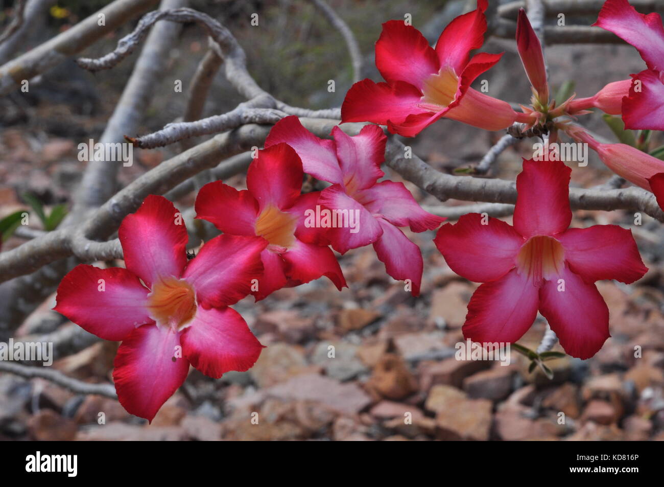 Scarlet Desert Rose flowers (Adenium obesum), Palmetum botanic garden