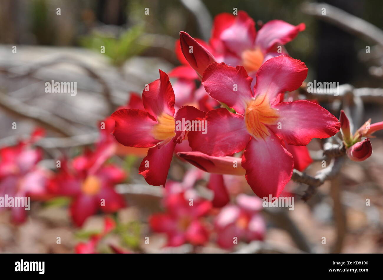 Scarlet Desert Rose flowers (Adenium obesum), Palmetum botanic garden