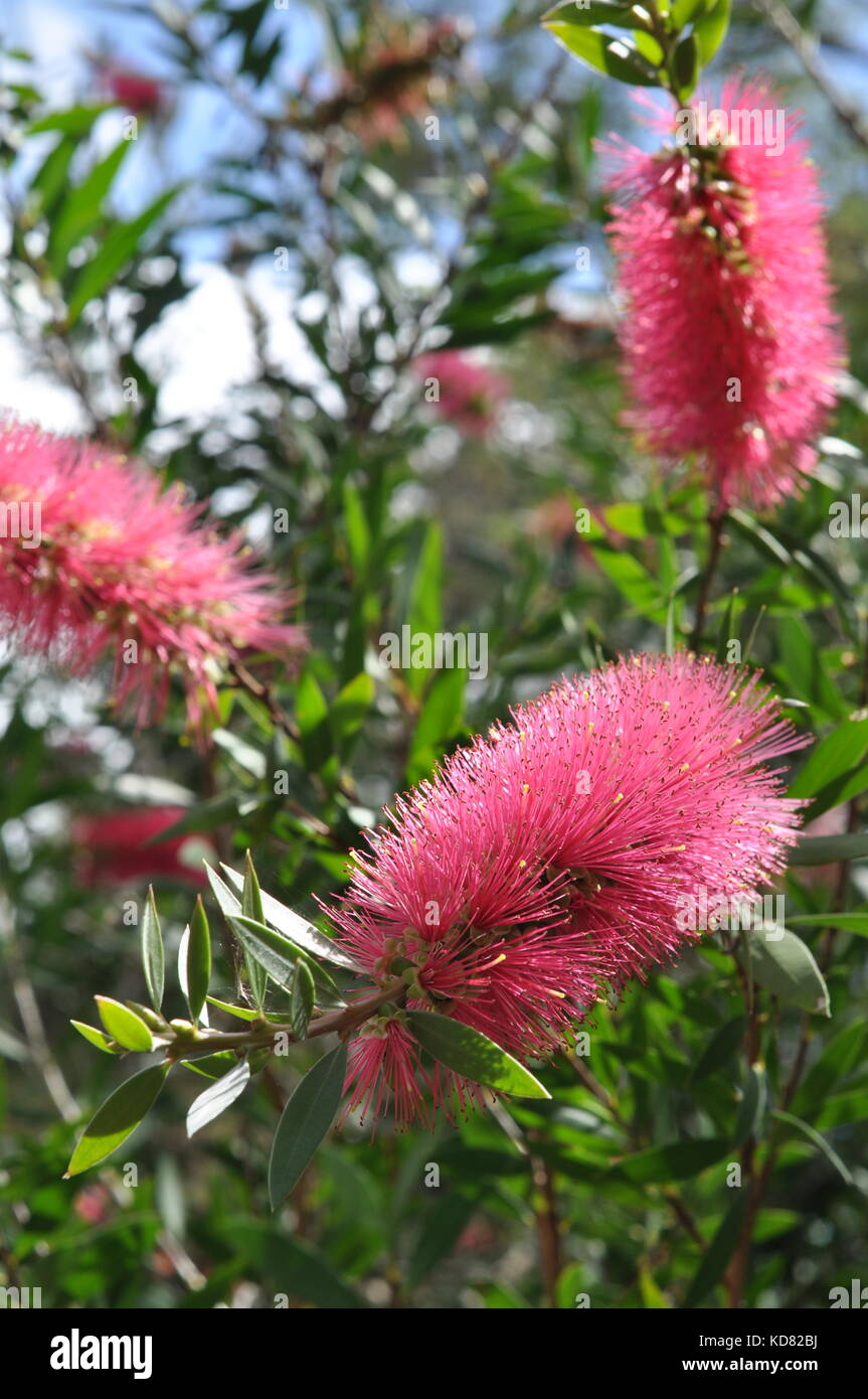 Flowers, Palmetum botanic garden, Townsville, Queensland, Australia