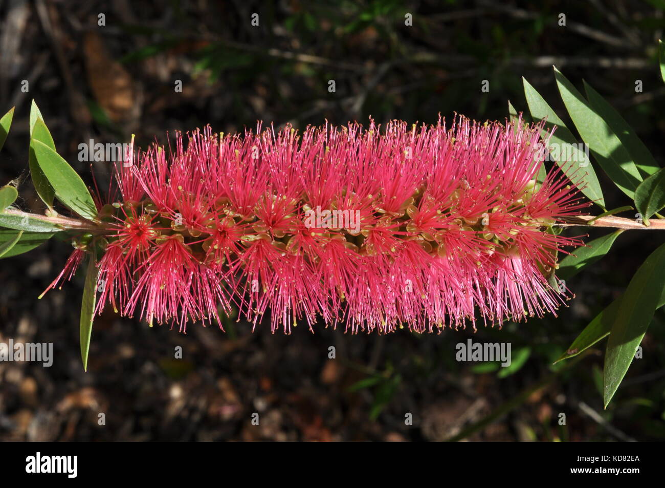 Flowers, Palmetum botanic garden, Townsville, Queensland, Australia