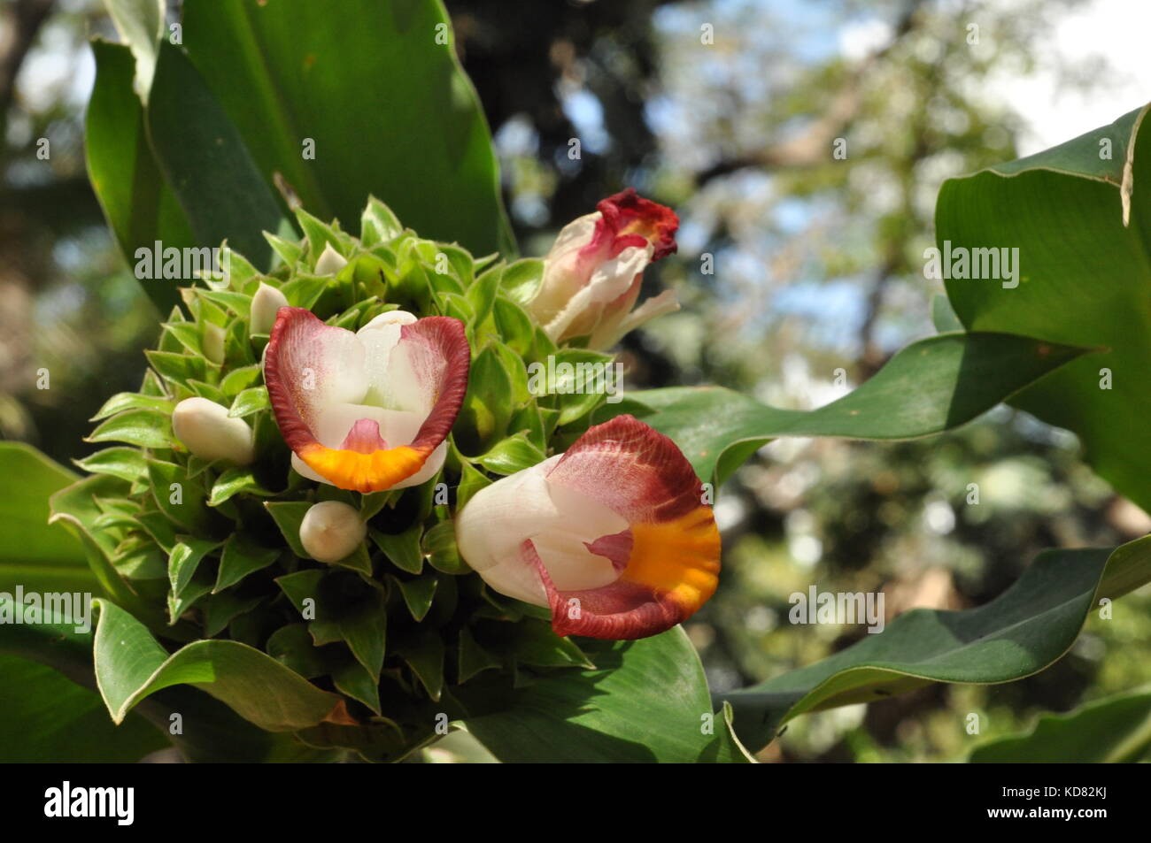 Flowers, Palmetum botanic garden, Townsville, Queensland, Australia