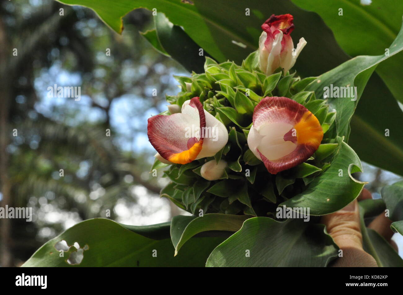 Flowers, Palmetum botanic garden, Townsville, Queensland, Australia