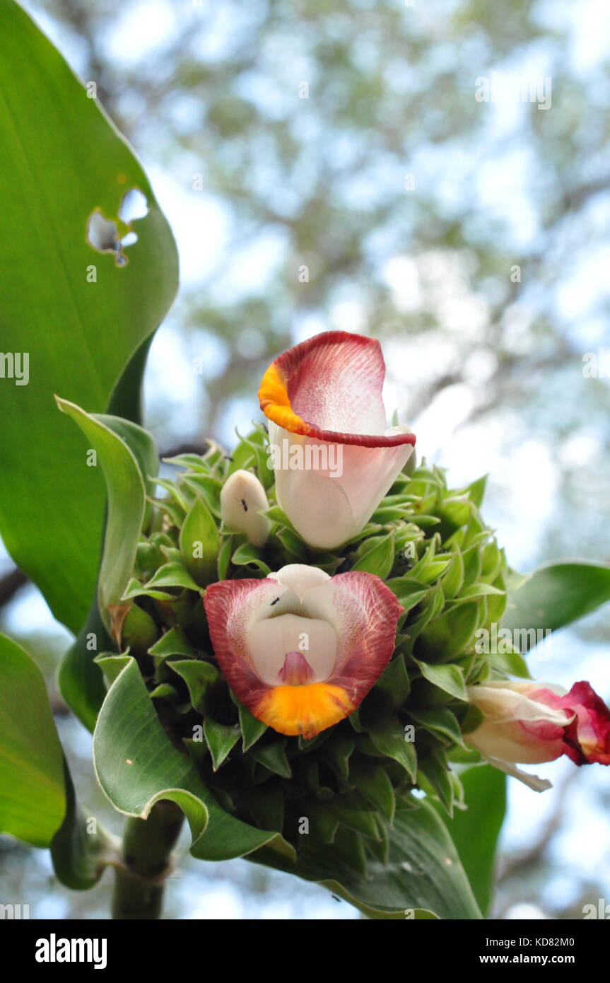 Flowers, Palmetum botanic garden, Townsville, Queensland, Australia