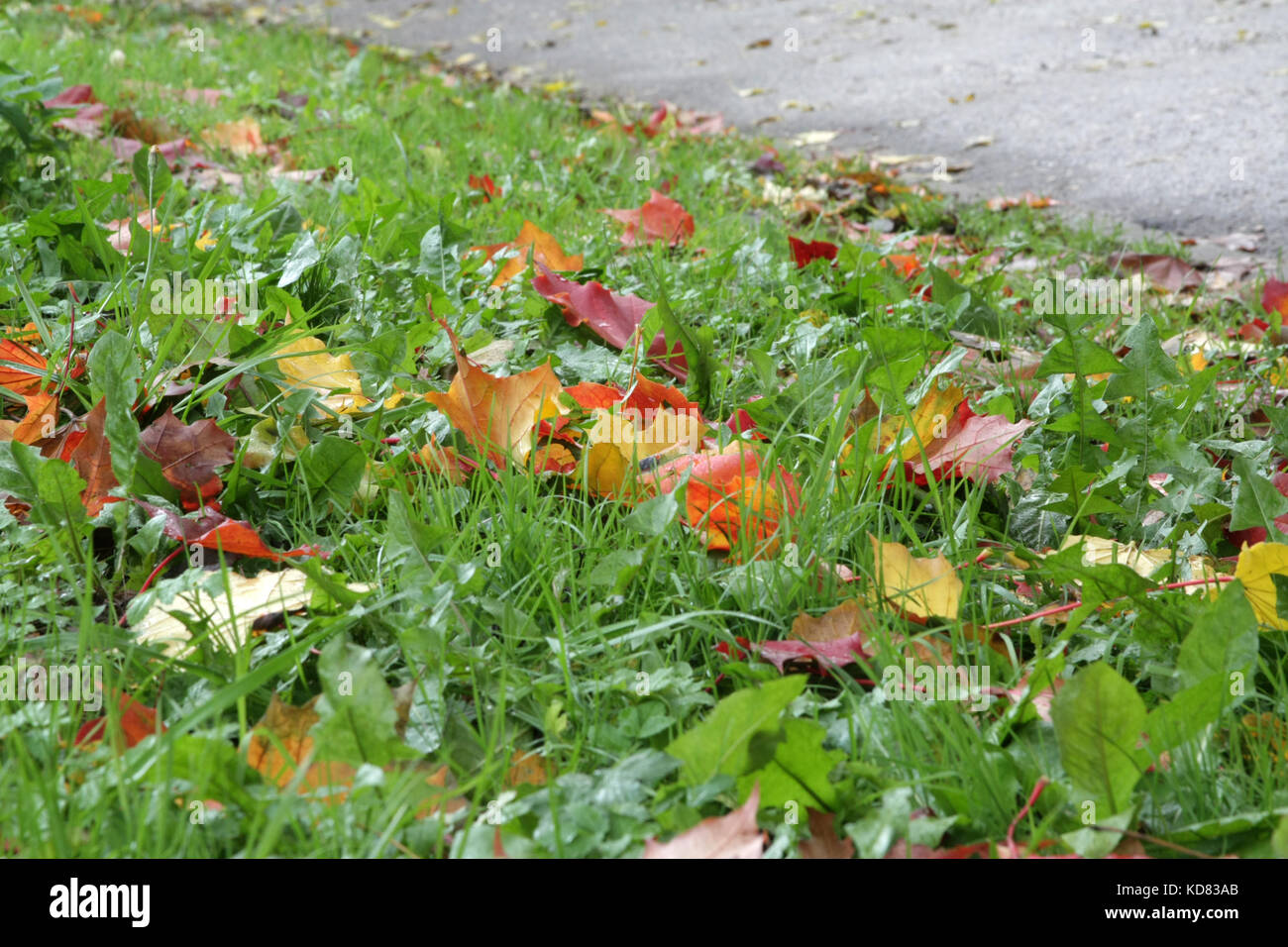 Autumn mood.Lot of colored maple leaves lying on the grass. The leaf ...