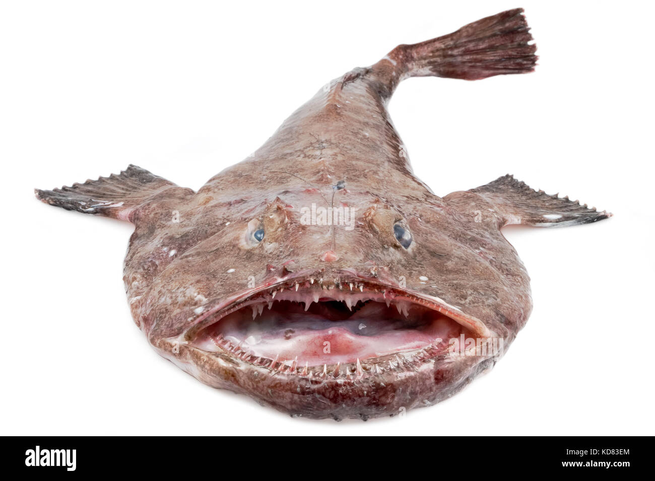 Big Monkfish (Lophius piscatorius) on a white background Stock Photo
