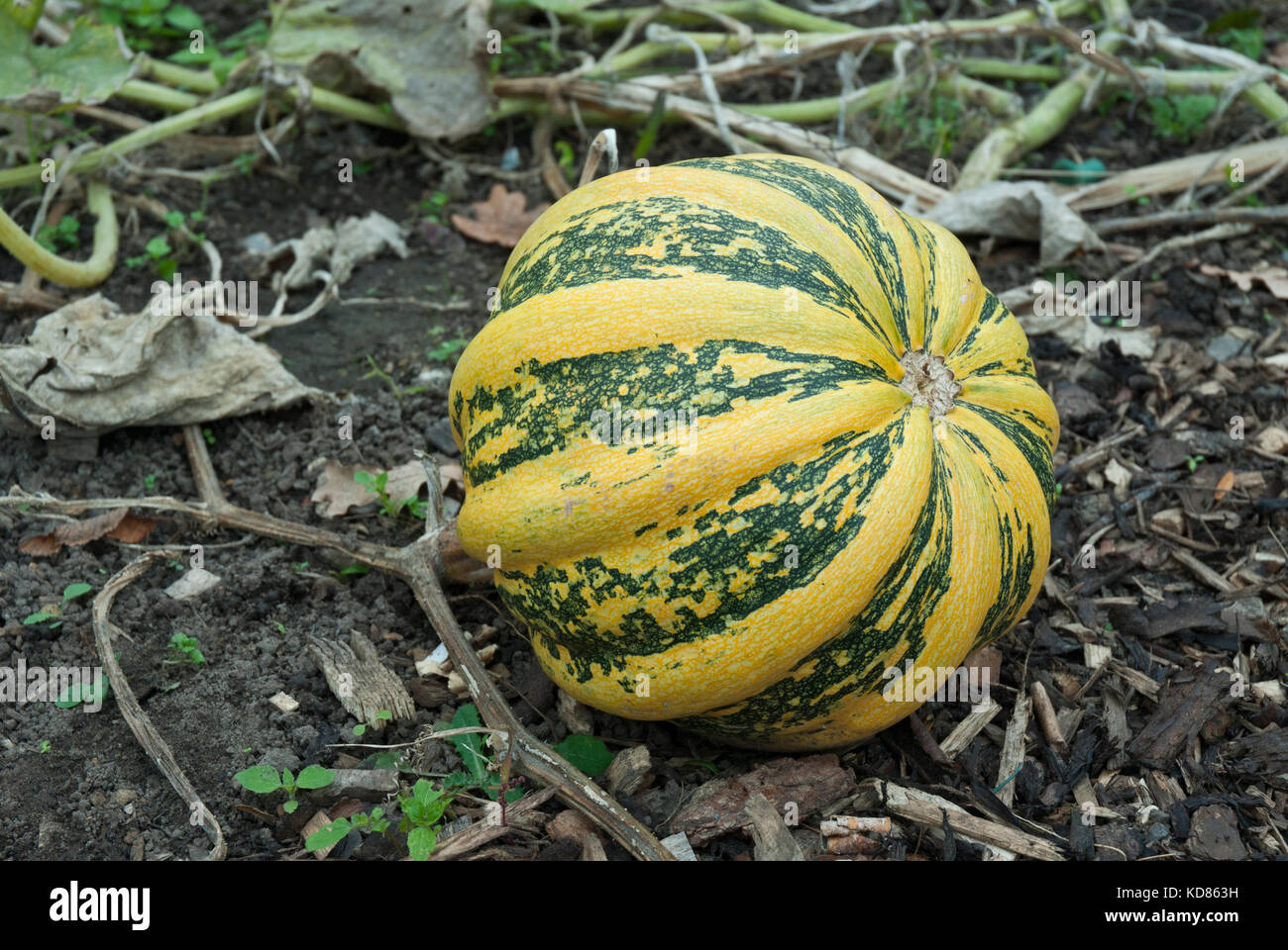 Colourful Americana Tonda / Tonda Padana squash or pumpkin with yellow and green ribbed stripes. Stock Photo