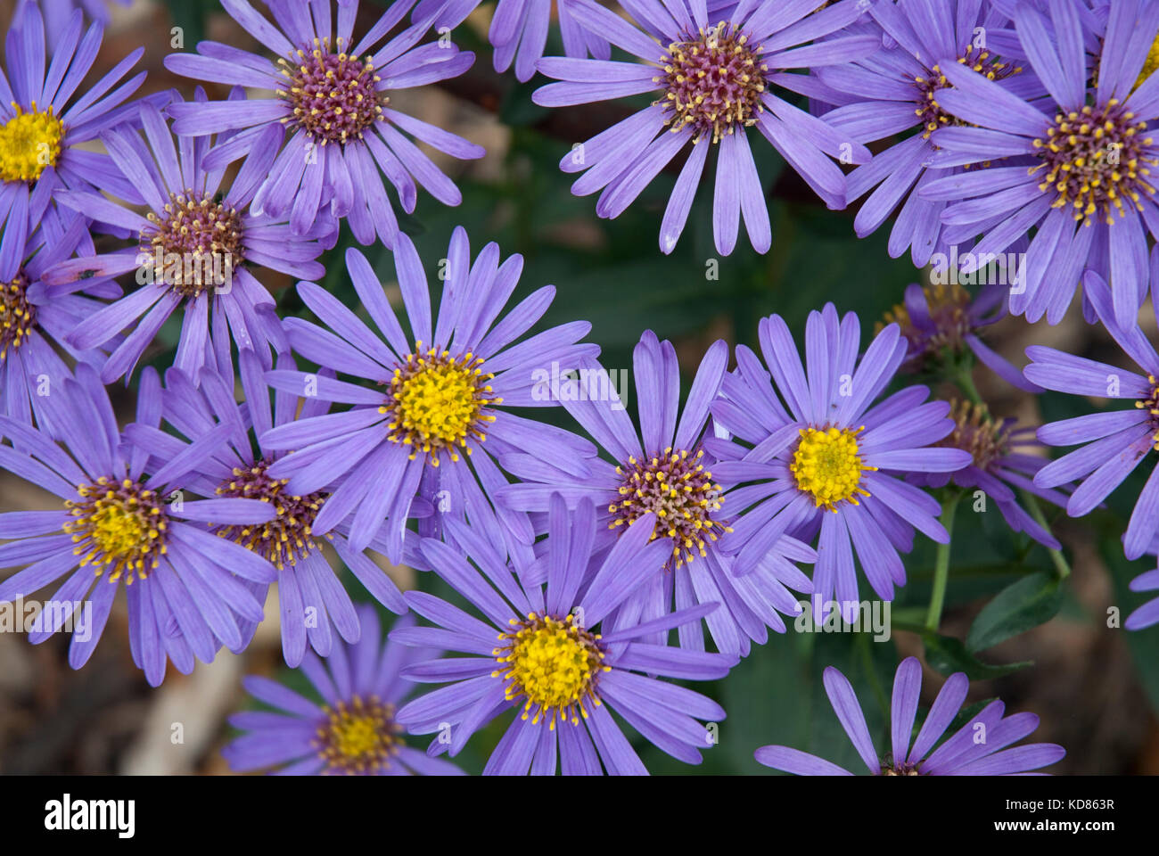 Colourful purple asters/ michaelmas daisies Stock Photo Alamy