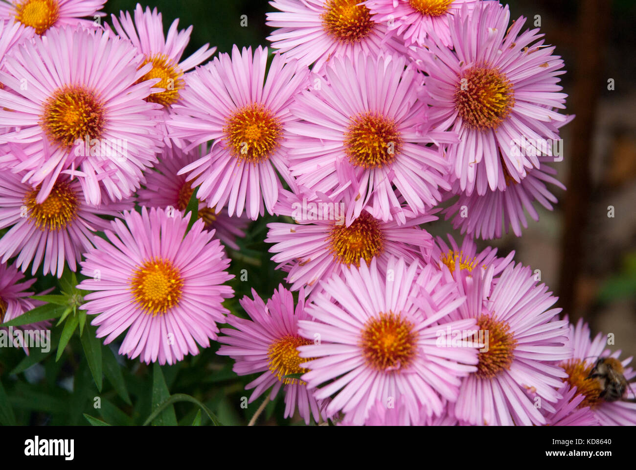 colourful bright pink asters/ michaelmas daisies Stock Photo