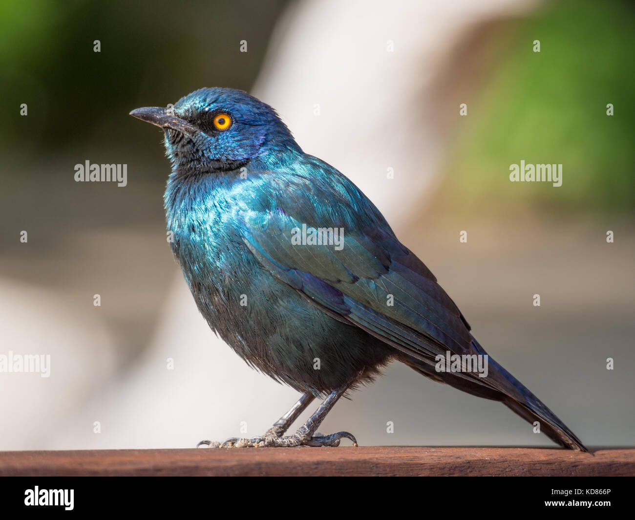 Closeup portrait of Greater Blue-eared Glossy Starling or Lamprotornis chalybaeus on wooden rail, Kaokoland, Namibia, Southern Africa Stock Photo