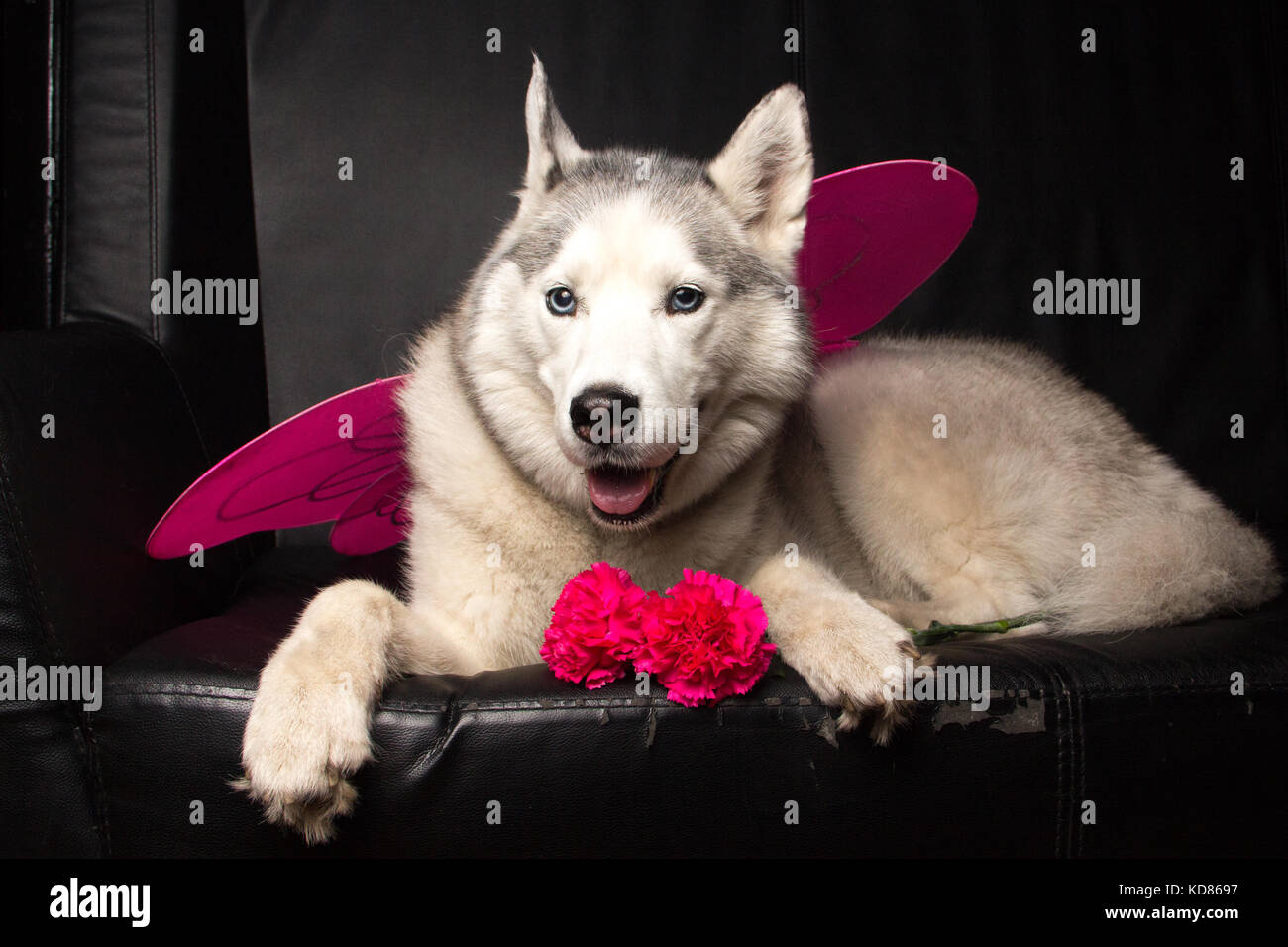 Siberian Husky dog wearing fairy wings Stock Photo