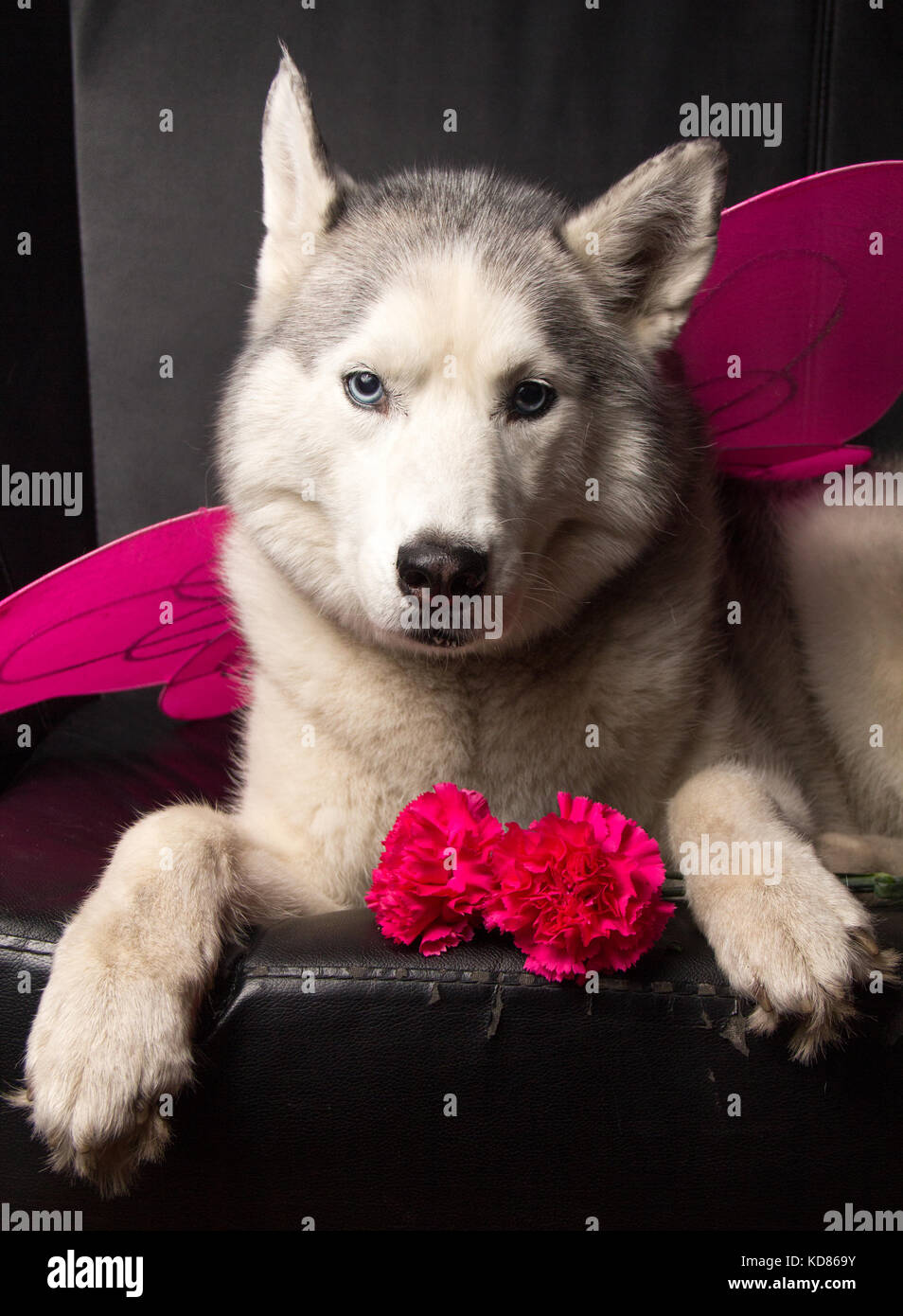 Siberian Husky dog wearing fairy wings Stock Photo