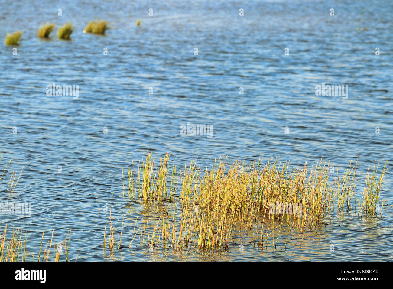 Grass growing out of the water in warm tones Stock Photo