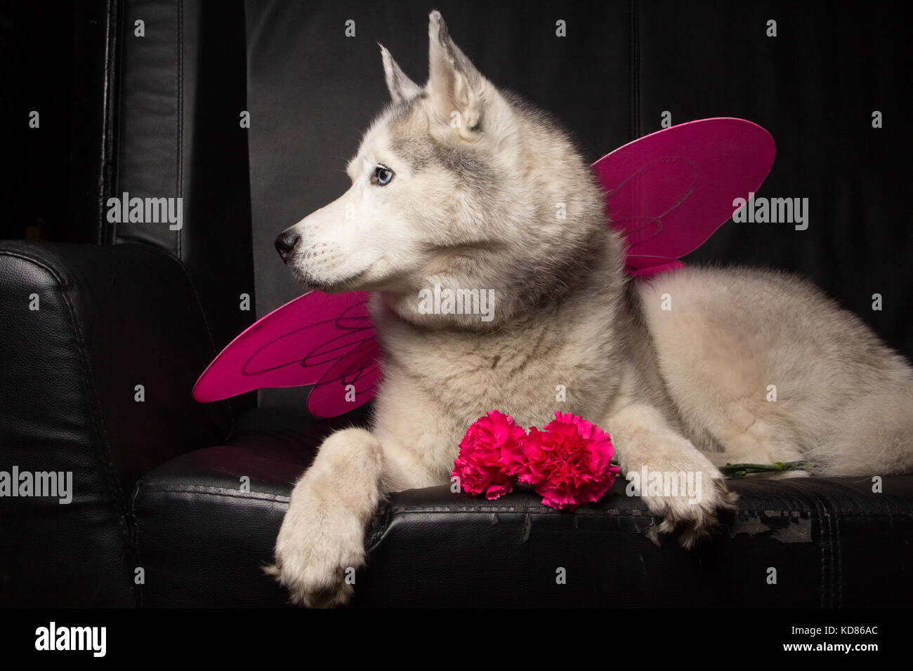 Siberian Husky dog wearing fairy wings Stock Photo