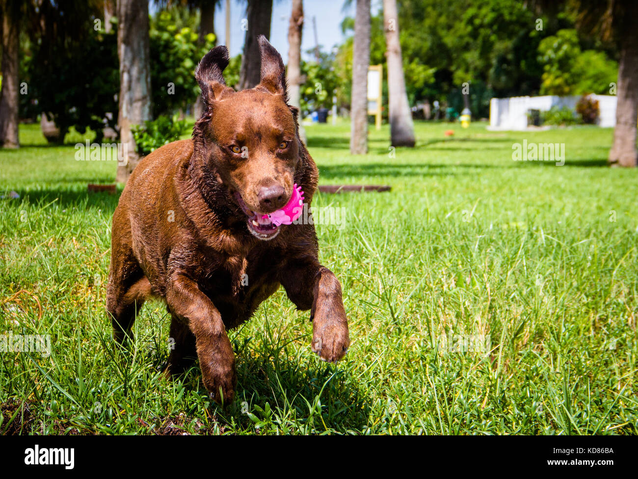 Chocolate labrador dog running with a plastic toy in its mouth, Saint