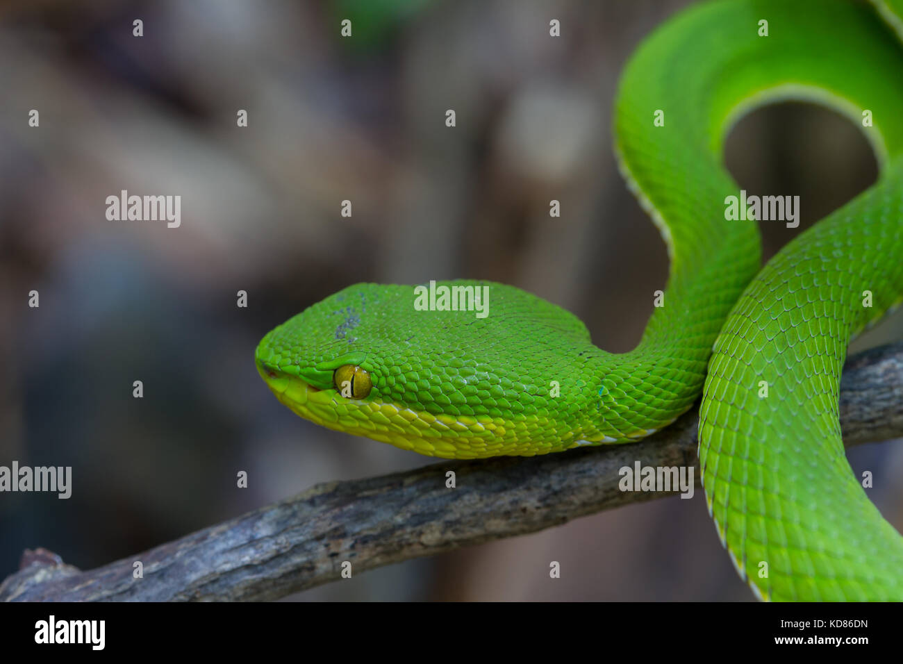 Close up Yellow-lipped Green Pit Viper snake (Trimeresurus ...