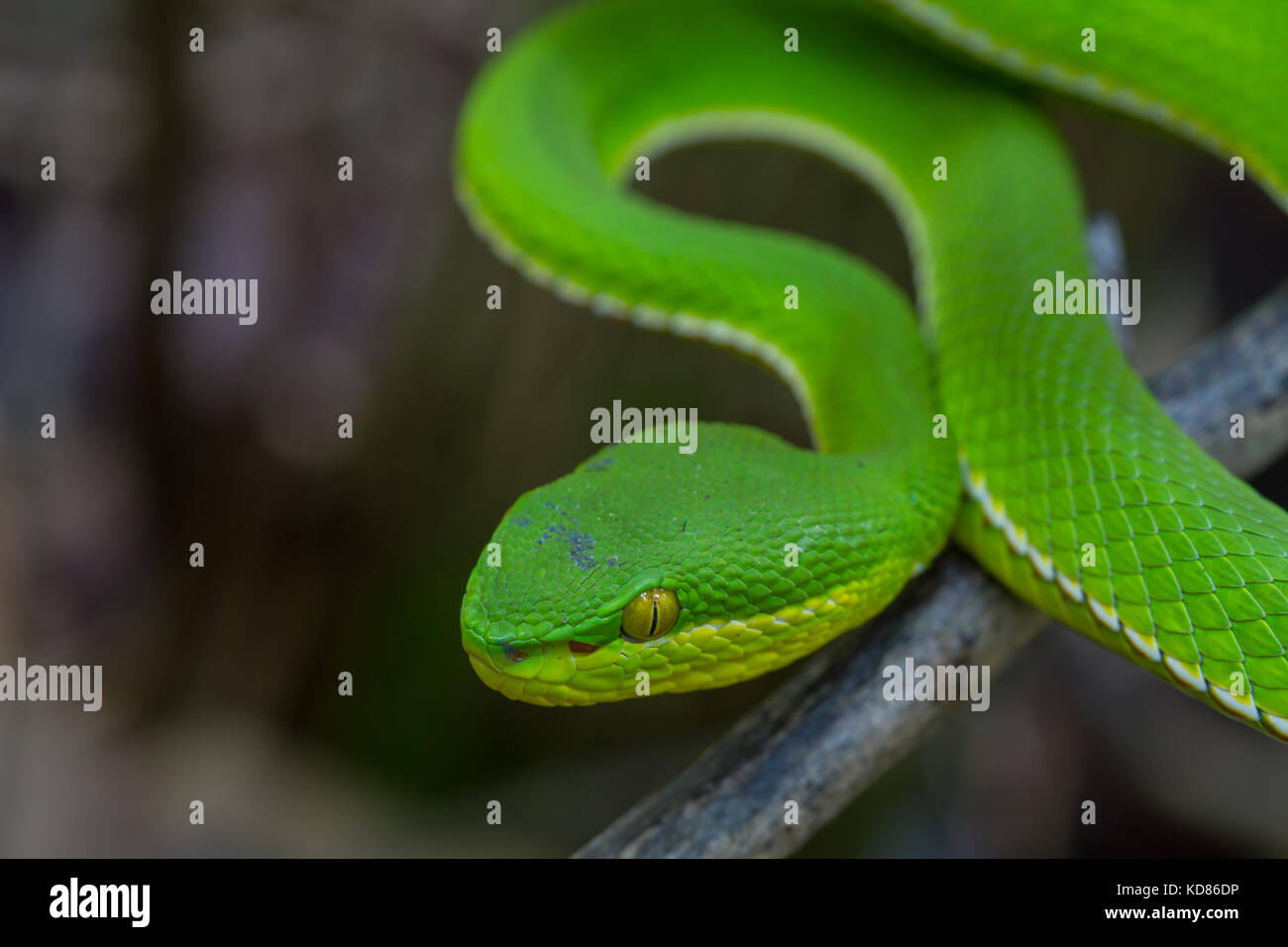 Close up Yellow-lipped Green Pit Viper snake (Trimeresurus ...