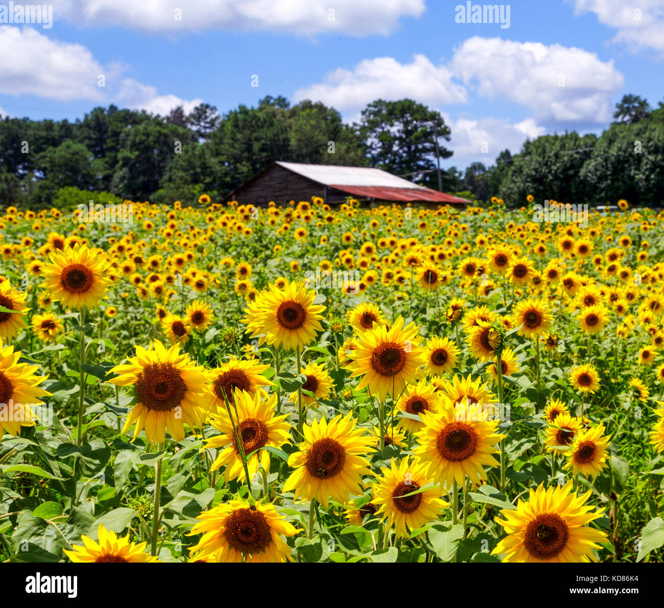 A field of brilliant yellow sunflowers in a sunny, summer field Stock ...