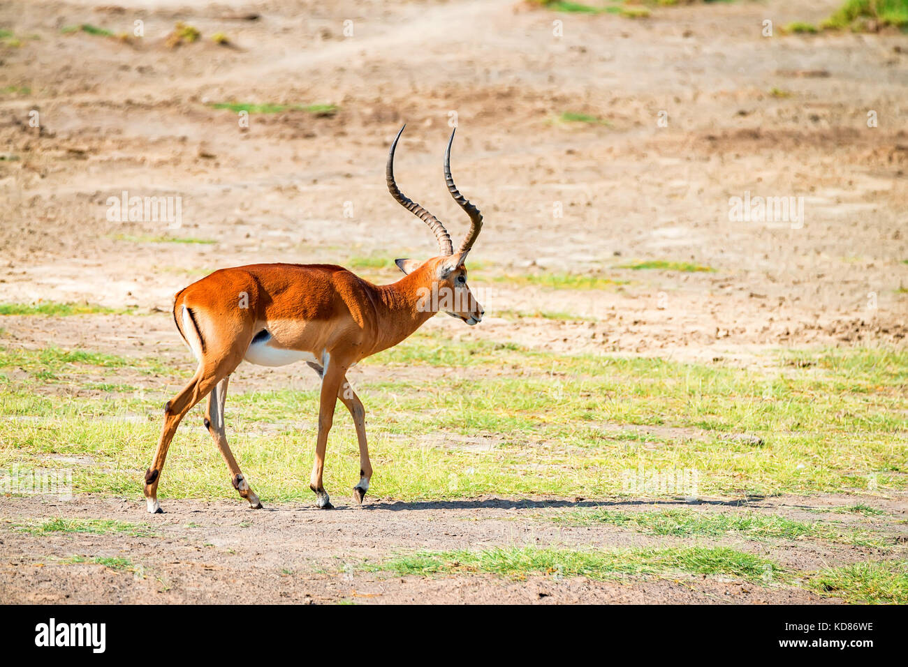 Impala ram adult hi-res stock photography and images - Alamy