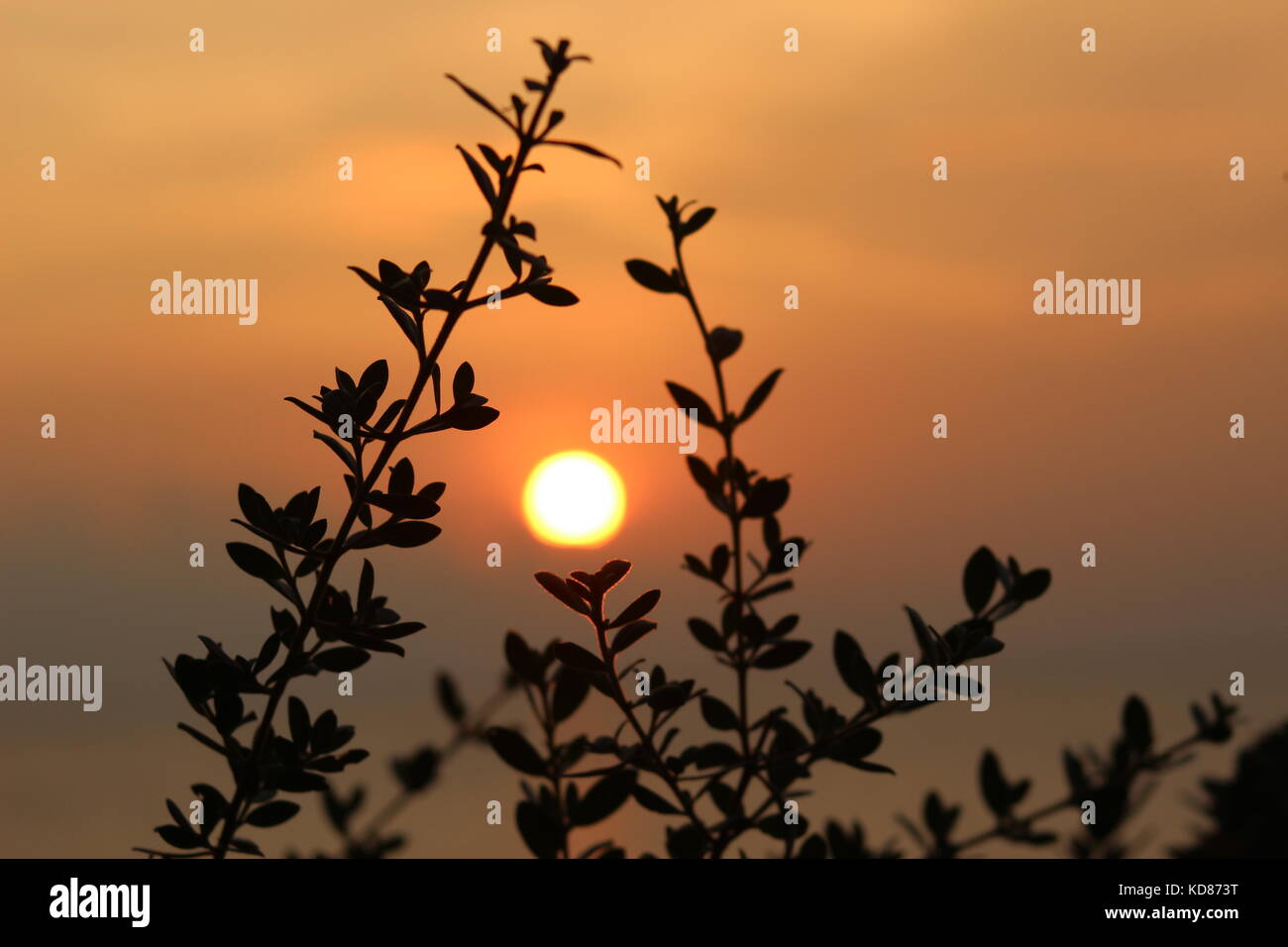 Bunta hi-res stock photography and images - Alamy