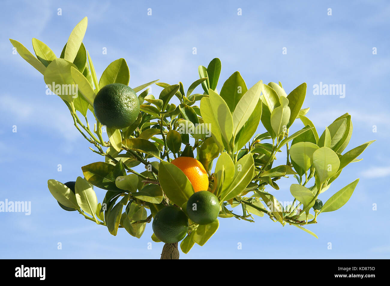 Calamondin is used mainly as an ornamental tree. Stock Photo